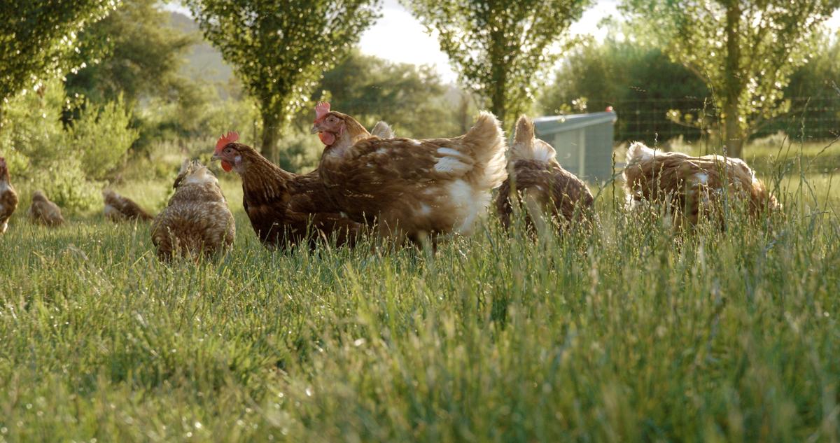 Hens enjoying access to a well-sheltered outdoor range on a beautiful day.