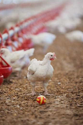 Meat chicken standing in front of colourful ball provided for enrichment.