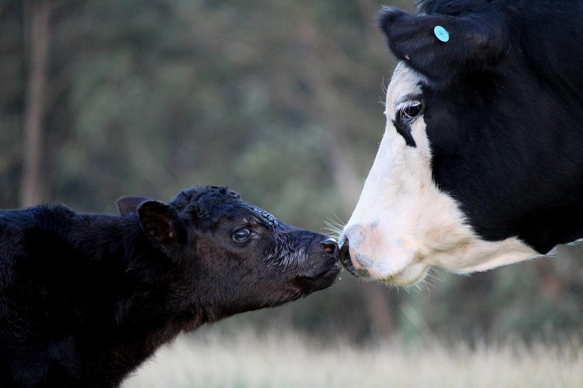 Beef cow and calf interacting with each other.