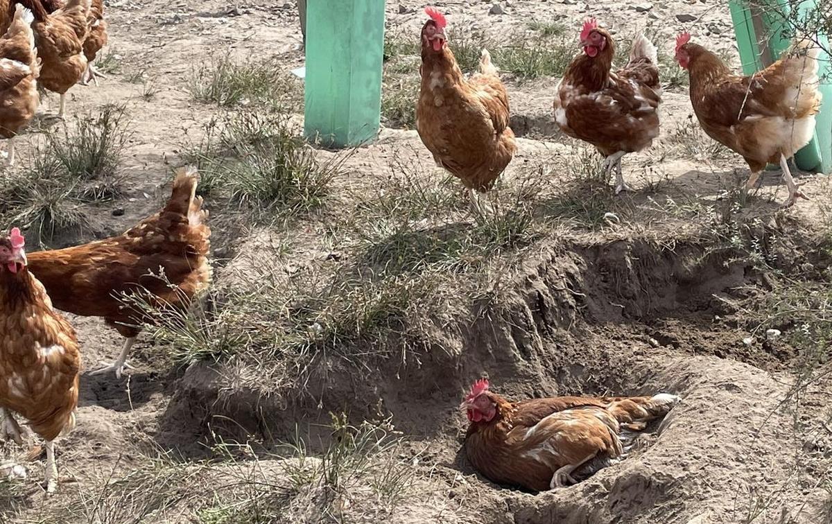 Free-range layer hens making their own dust bath areas in dry soil.