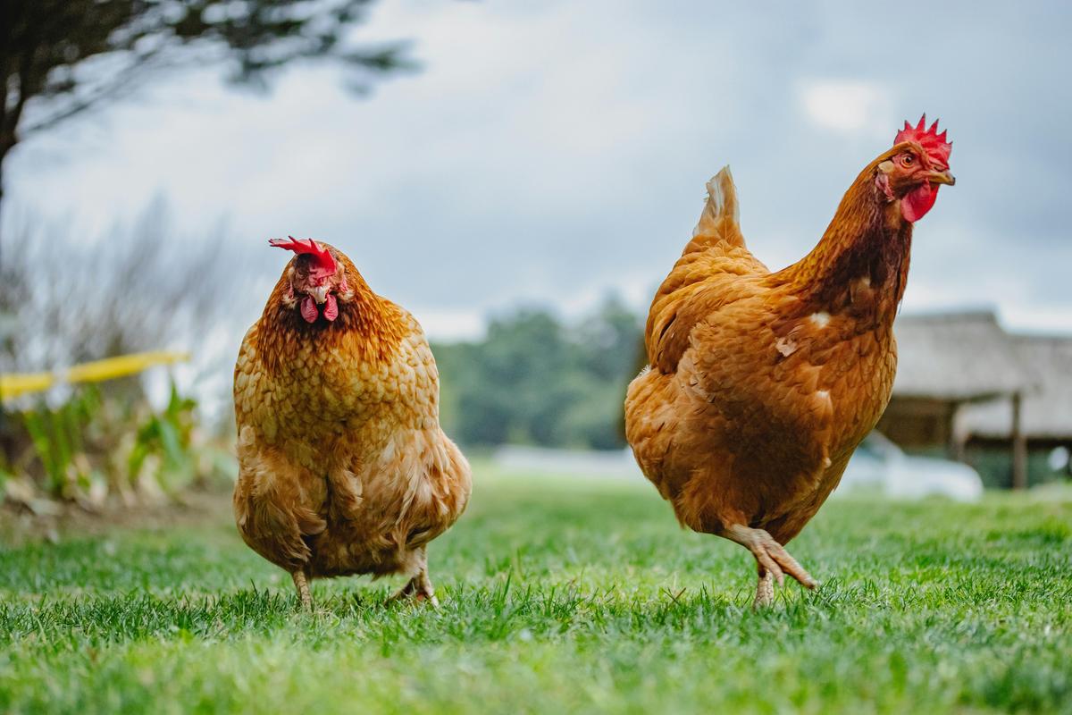 Layer hens on an SPCA Certified farm