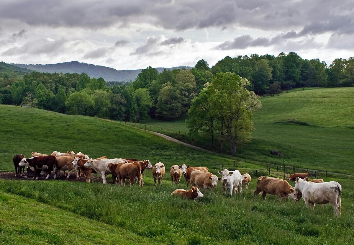 Cows on pasture