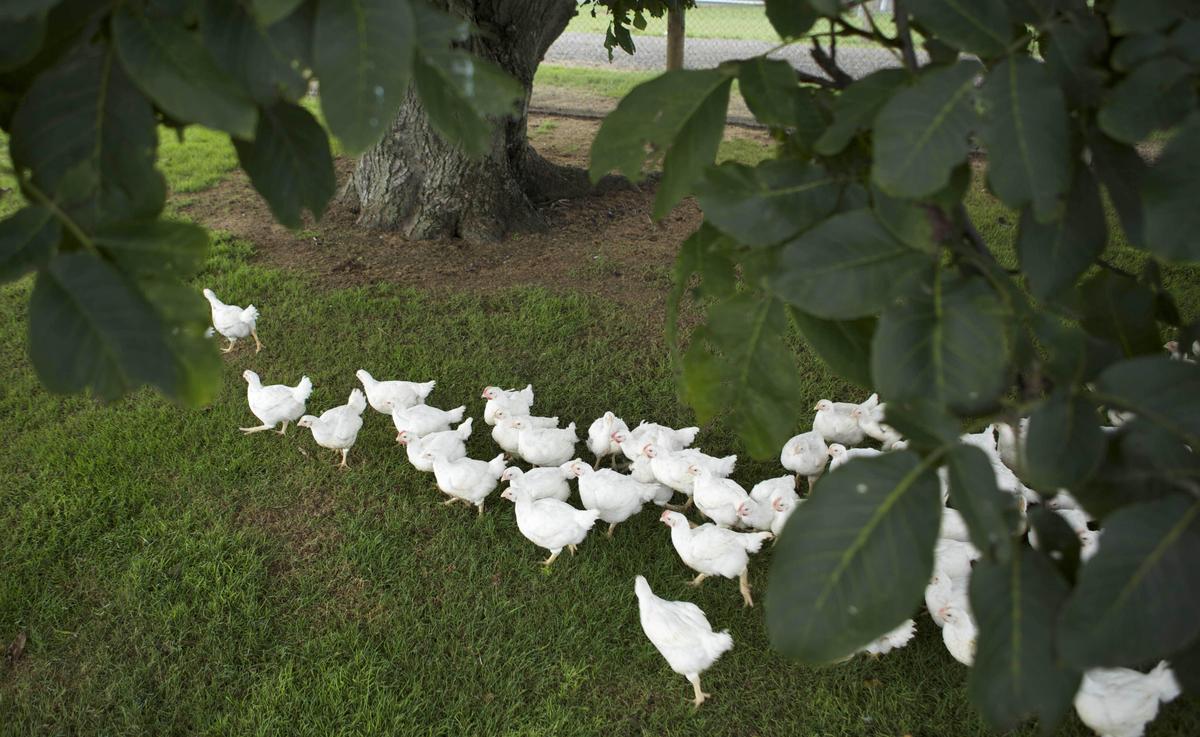 Free-range meat chickens enjoying the shade under a big tree.