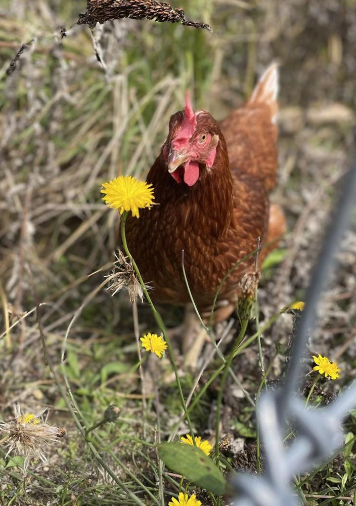 Free range layer hen out in the yard, surrounded by flowers