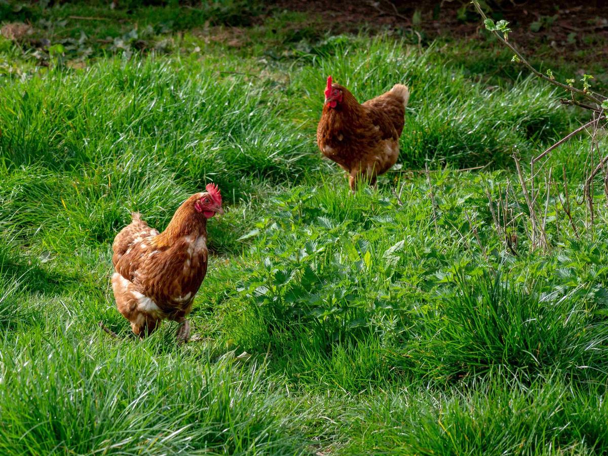 Layer hens on a grassy range.