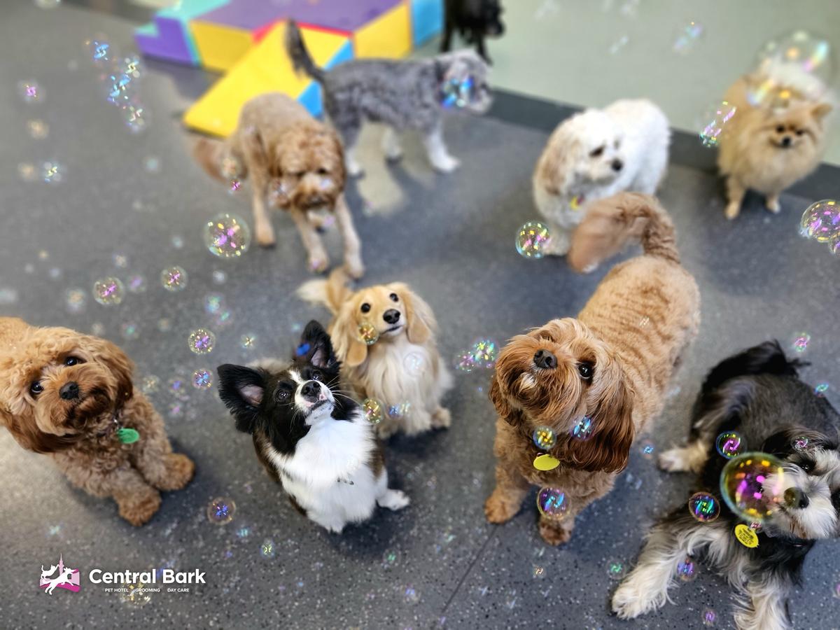 Happy pups chasing bubbles during playtime at Central Bark Doggy Daycare