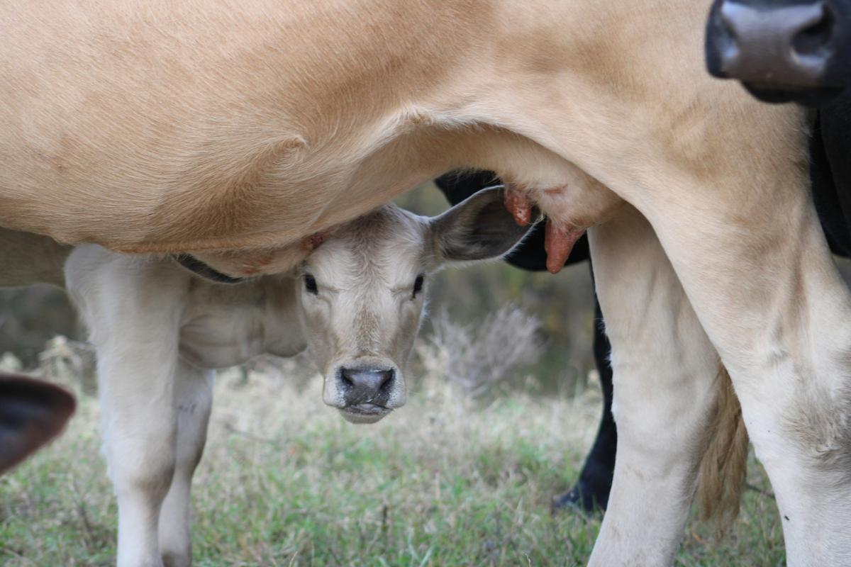 Young calf nursing from mother cow on pasture, demonstrating natural maternal bonding