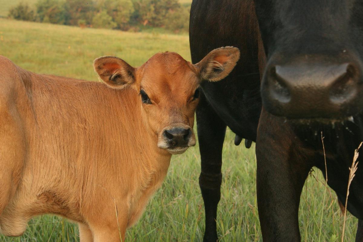 Calf and cow together out on pasture