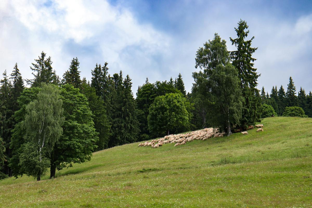 Sheep on pasture with trees providing shade
