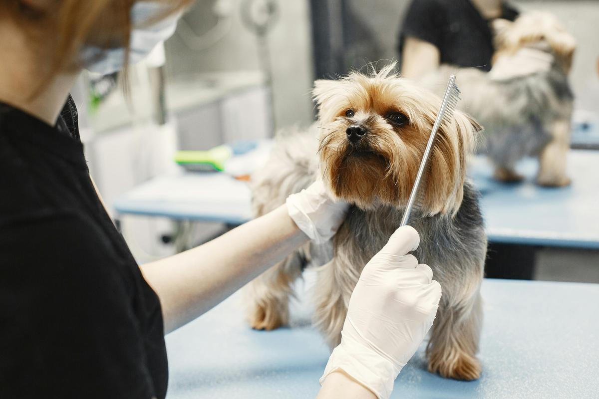 Dog being combed by a groomer